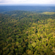 The process of collecting audio from the dense Nouabalé-Ndoki National Park, analyzing it, and reporting back to rangers has traditionally taken ELP months.